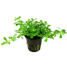 Bacopa monnieri compact 044A Topf