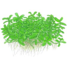 Bacopa monnieri compact 044A Topf