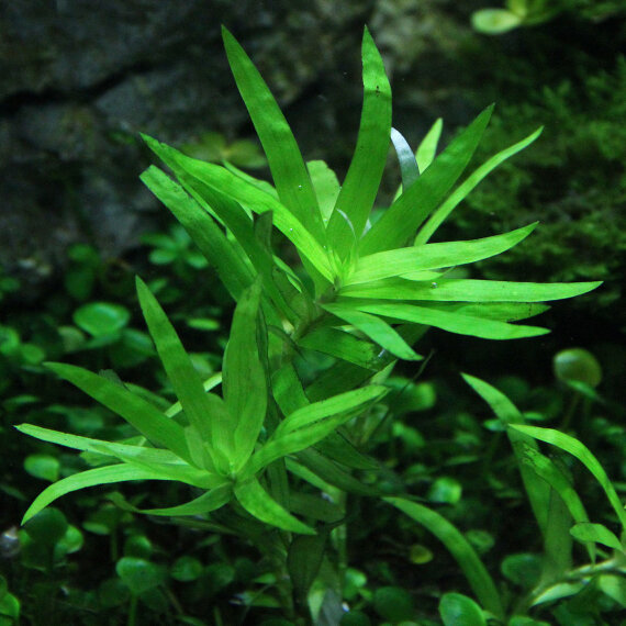 Heteranthera zosterifolia - Seegrasblättriges Trugkölbchen