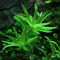 Seegrasblättriges Trugkölbchen - Heteranthera zosterifolia verschiedene Größen