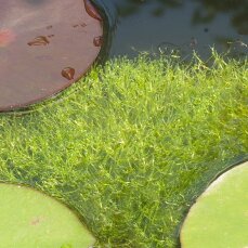 Riccia fluitans - Teichlebermoos