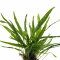 Microsorum minor (thin leaves) - Schmalblättriger Javafarn verschiedne Größen