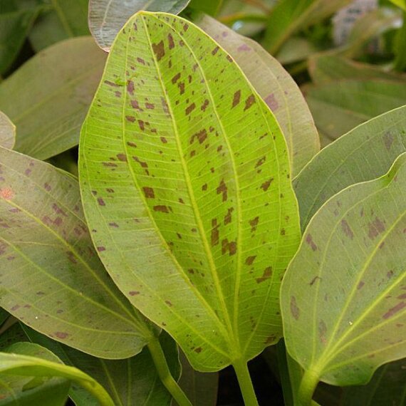 Echinodorus Ozelot Grün - Grüner Ozelot