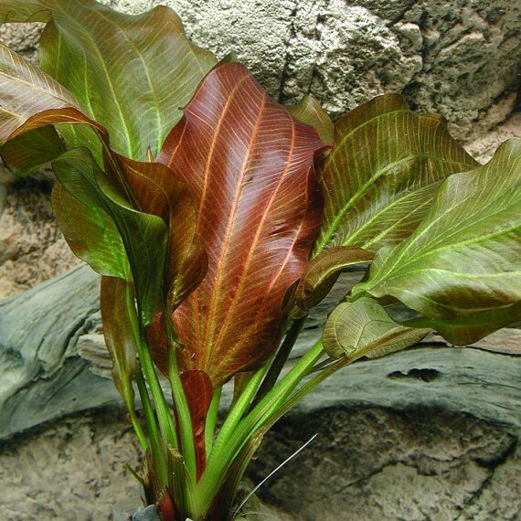 Echinodorus Reni