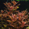 Rotala macrandra