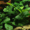 Anubias barteri var coffeifolia - Kaffeeblättriges Speerblatt