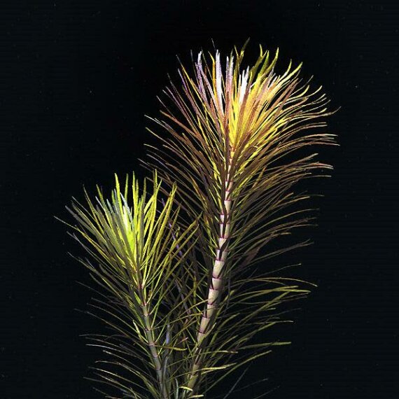 Pogostemon stellatus, Eusteralis stellata, Sternpflanze verschiedene Größen