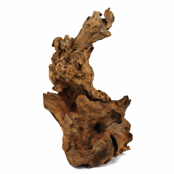 Barico-Wurzel, medium 20 - 30 cm