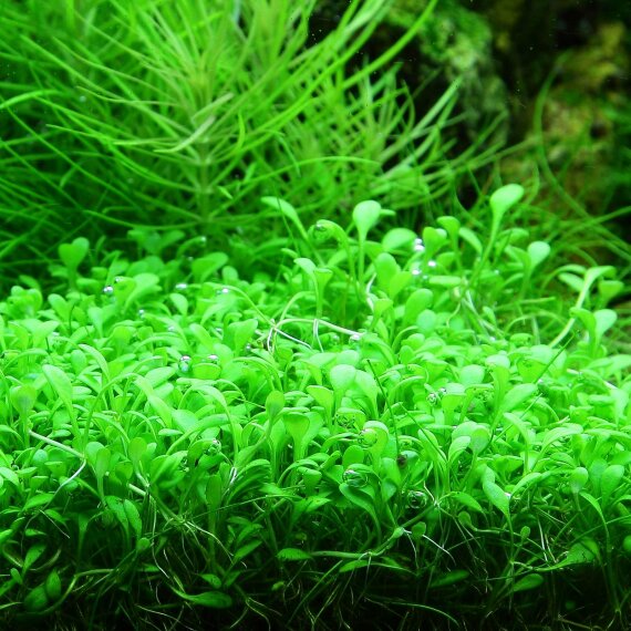 Glossostigma elatinoides 1-2-GROW! Meristumkultur