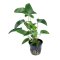 Anubias gracilis - Dreieckiges Speerblatt Auswahl