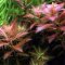 Proserpinaca palustris - Amerikanisches Kammblatt
