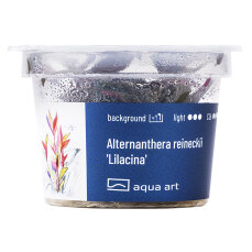 Alternanthera reineckii Lilacina - InVitro