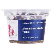 Alternanthera reineckii Purple - InVitro