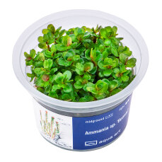 Ammania sp.Bonsai - InVitro Pflanze