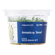 Ammania sp.Bonsai - InVitro Pflanze