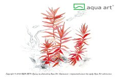 Ammannia senegalensis - Kleine Kognakpflanze InVitro
