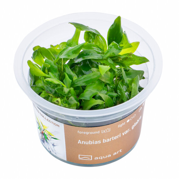 Anubias barteri var. Glabra  - InVitro