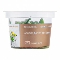 Anubias barteri var. Glabra  - InVitro