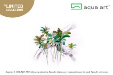 Bucephalandra sp. ’Aqua Artica’- InVitro