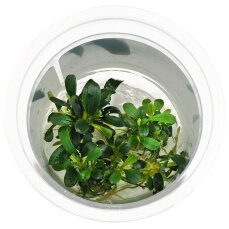 Bucephalandra sp. ’Aqua Artica’- InVitro