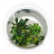Bucephalandra sp. ’Aqua Artica’- InVitro