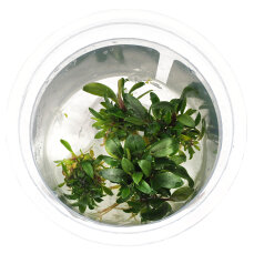 Bucephalandra sp. ’Brownie’ - InVitro
