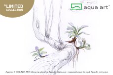 Bucephalandra sp.’Wave Leaf’ - InVitro