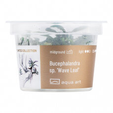 Bucephalandra sp.’Wave Leaf’ - InVitro