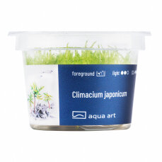 Climacium japonicum - InVitro