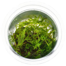 Climacium japonicum - InVitro