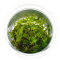 Climacium japonicum - InVitro