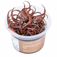 Cryptocoryne spiralis Red - InVitro