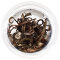 Cryptocoryne spiralis Red - InVitro