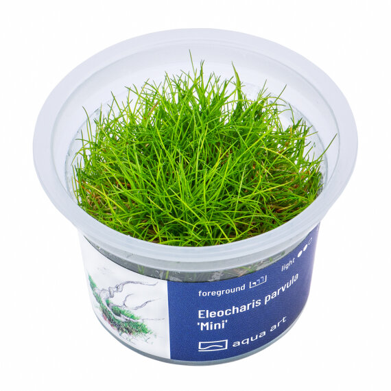 Eleocharis parvula ’Mini’ - InVitro