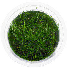 Eleocharis parvula ’Mini’ - InVitro