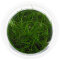 Eleocharis parvula ’Mini’ - InVitro
