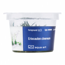 Eriocaulon cinereum - InVitro