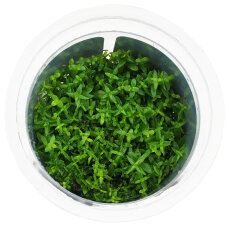 Gratiola viscidula - Nano Aquarien, InVitro Pflanze