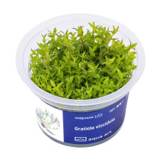 Gratiola viscidula - Nano Aquarien, InVitro Pflanze