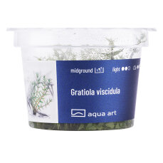 Gratiola viscidula - Nano Aquarien, InVitro Pflanze