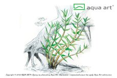 Gratiola viscidula - Nano Aquarien, InVitro Pflanze