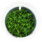 Gratiola viscidula - Nano Aquarien, InVitro Pflanze