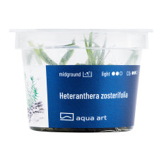 Heteranthera zosterifolia - InVitro