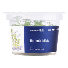 Hottonia inflata - InVitro Pflanze Aqua Art