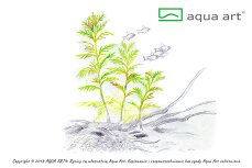 Hottonia inflata - InVitro Pflanze Aqua Art
