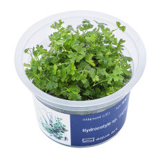 Hydrocotyle sp. ’Japan’ - InVitro