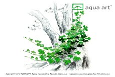 Hydrocotyle sp. ’Japan’ - InVitro