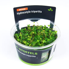 Hydrocotyle sp. ’Japan’ - InVitro
