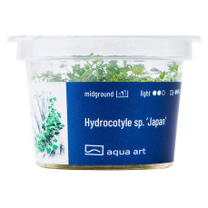 Hydrocotyle sp. ’Japan’ - InVitro