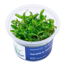 Hygrophila sp. Siamensis - InVitro